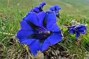 78 Genziana di Clusius (Gentiana clusii)